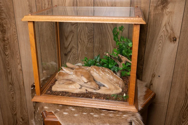 Fawn under glass in habitat case
