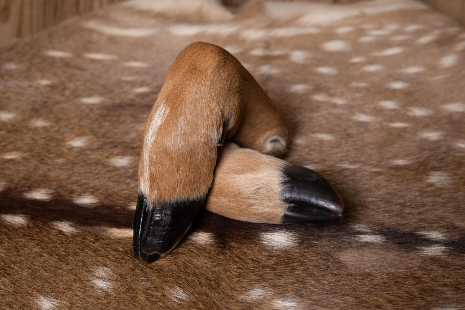 Freeze dried deer feet, view 2