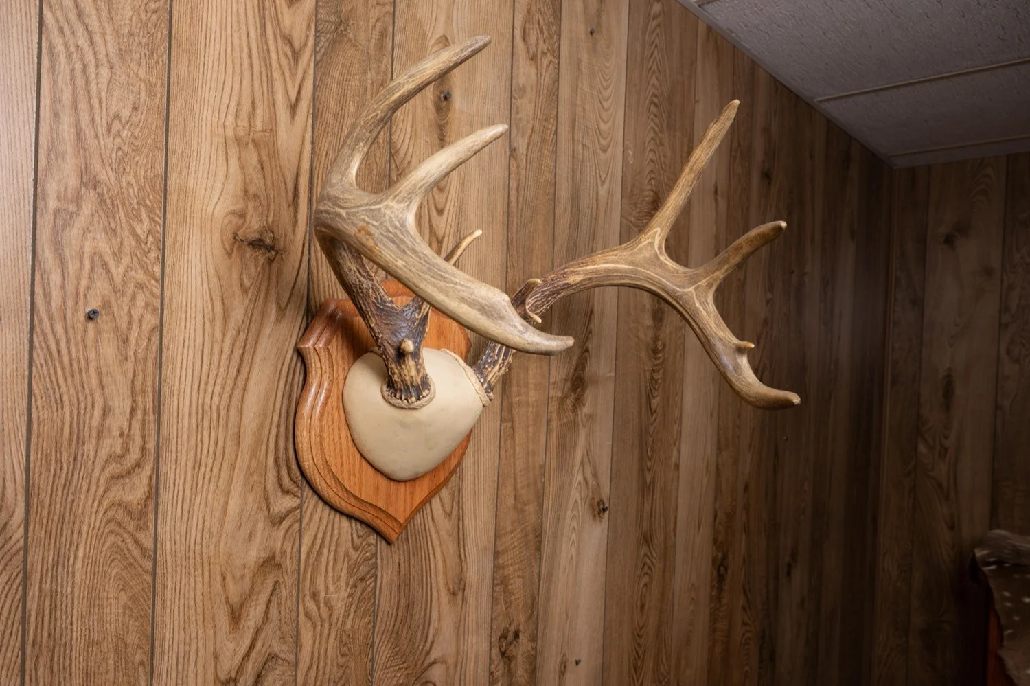 Whitetail deer antlers, 161 3/8" score, view 3