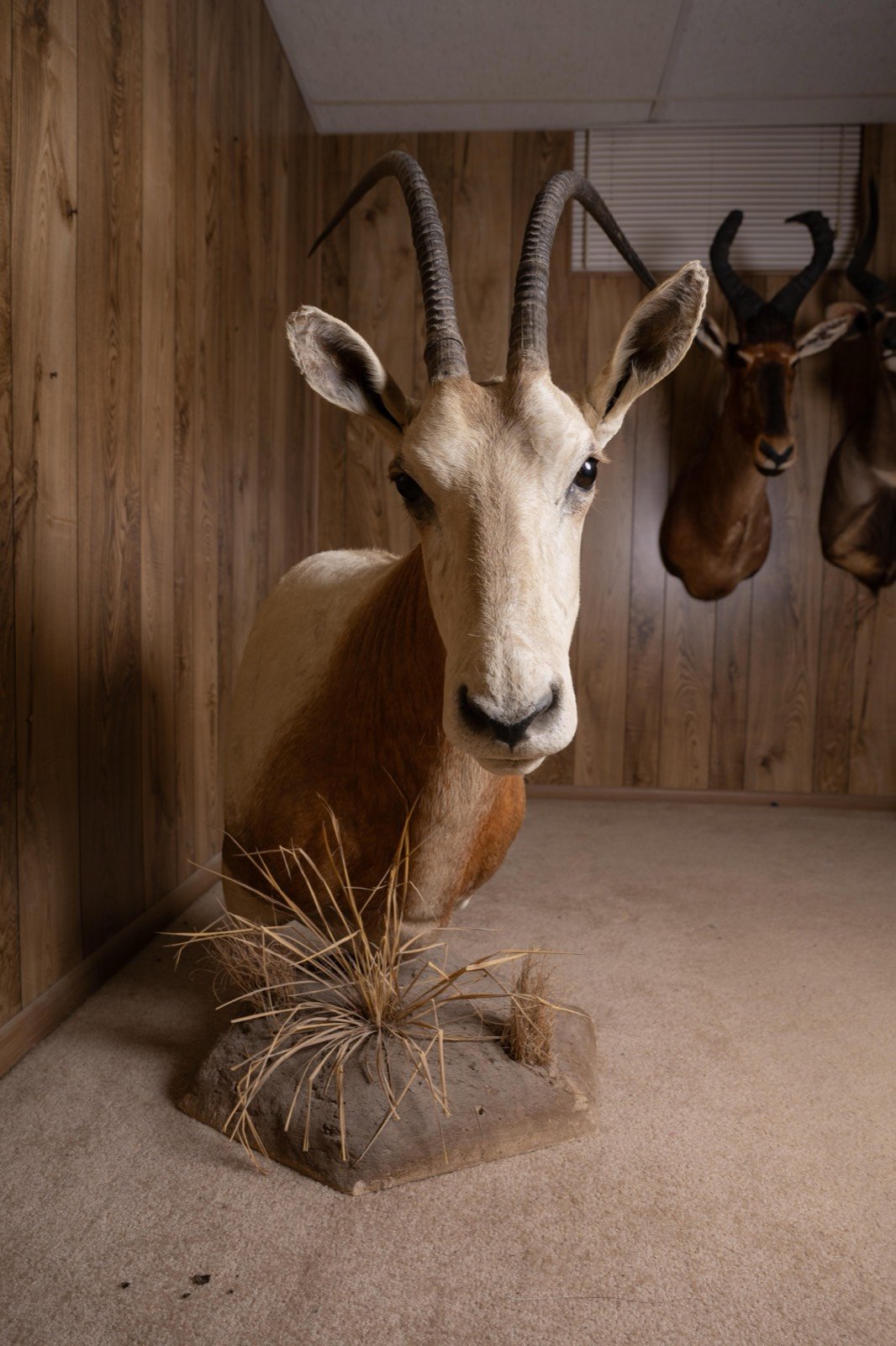 Scimitar-horned Oryx, pedestal mount with habitat base, view 3