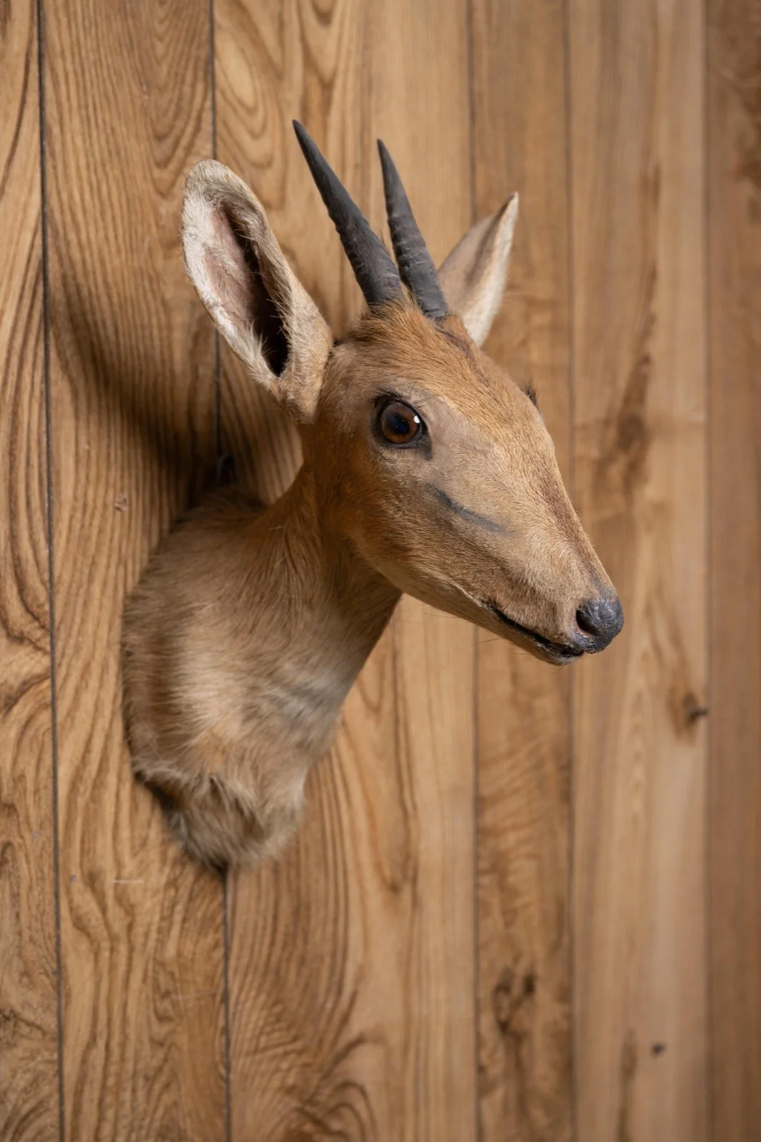 Dik-Dik, straight upright shoulder mount, view 1