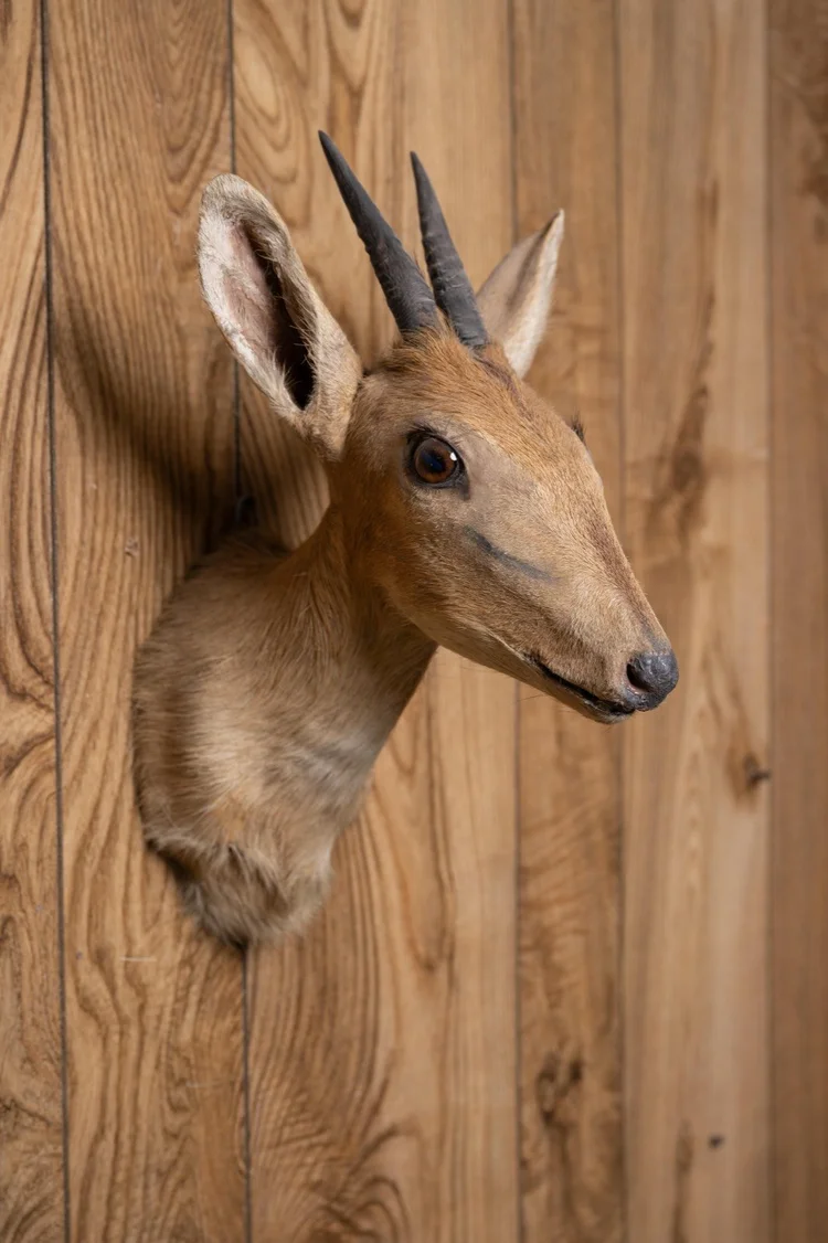 Dik-Dik, straight upright shoulder mount