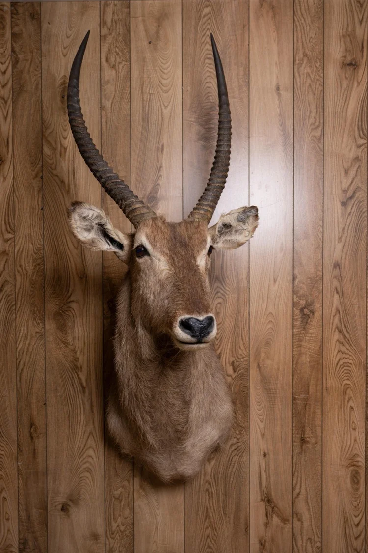 Waterbuck, slight left turn shoulder mount