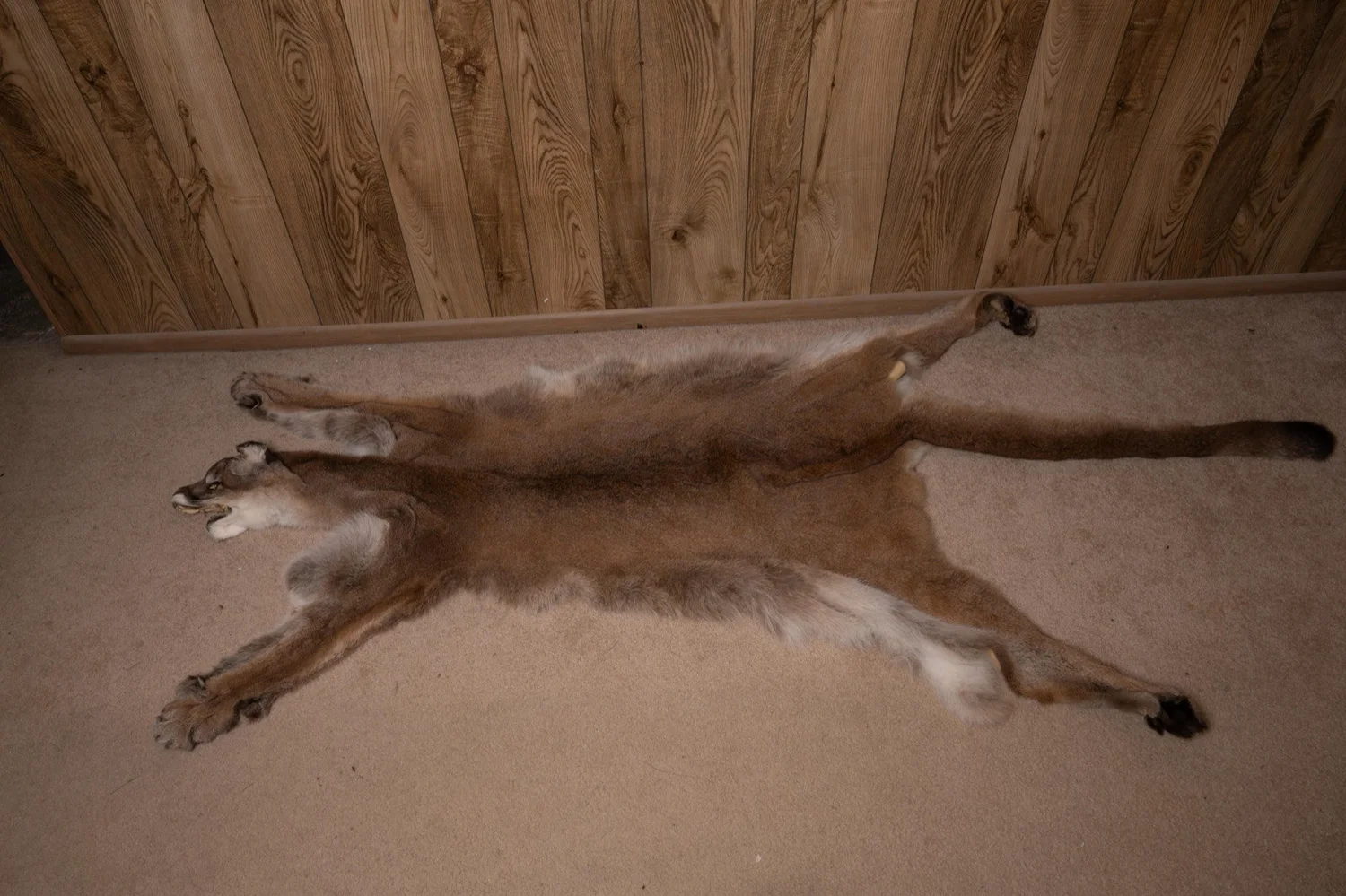 Mountain Lion, 7.5 ft tanned hide, view 2