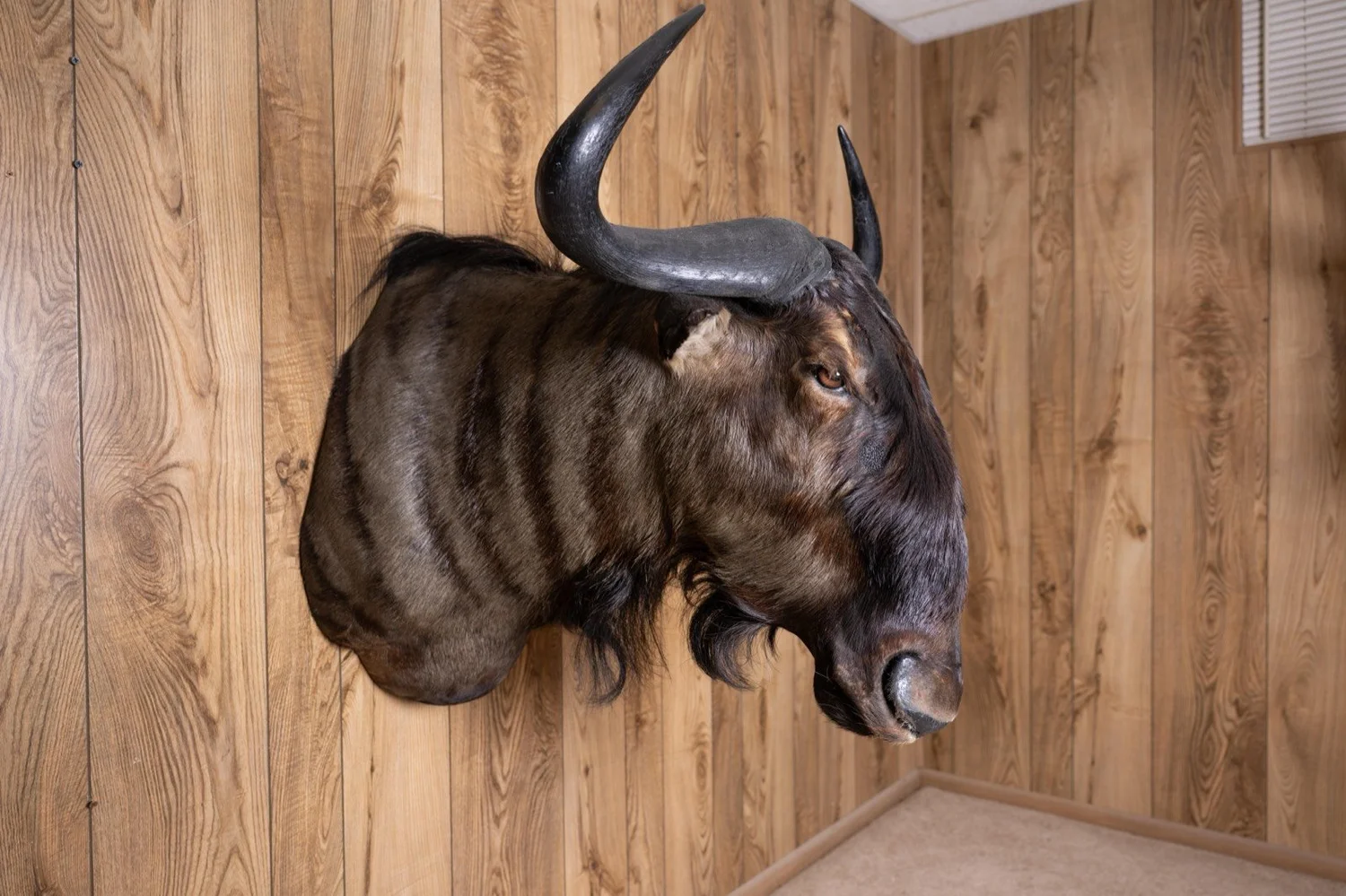 Blue Wildebeest, view 5