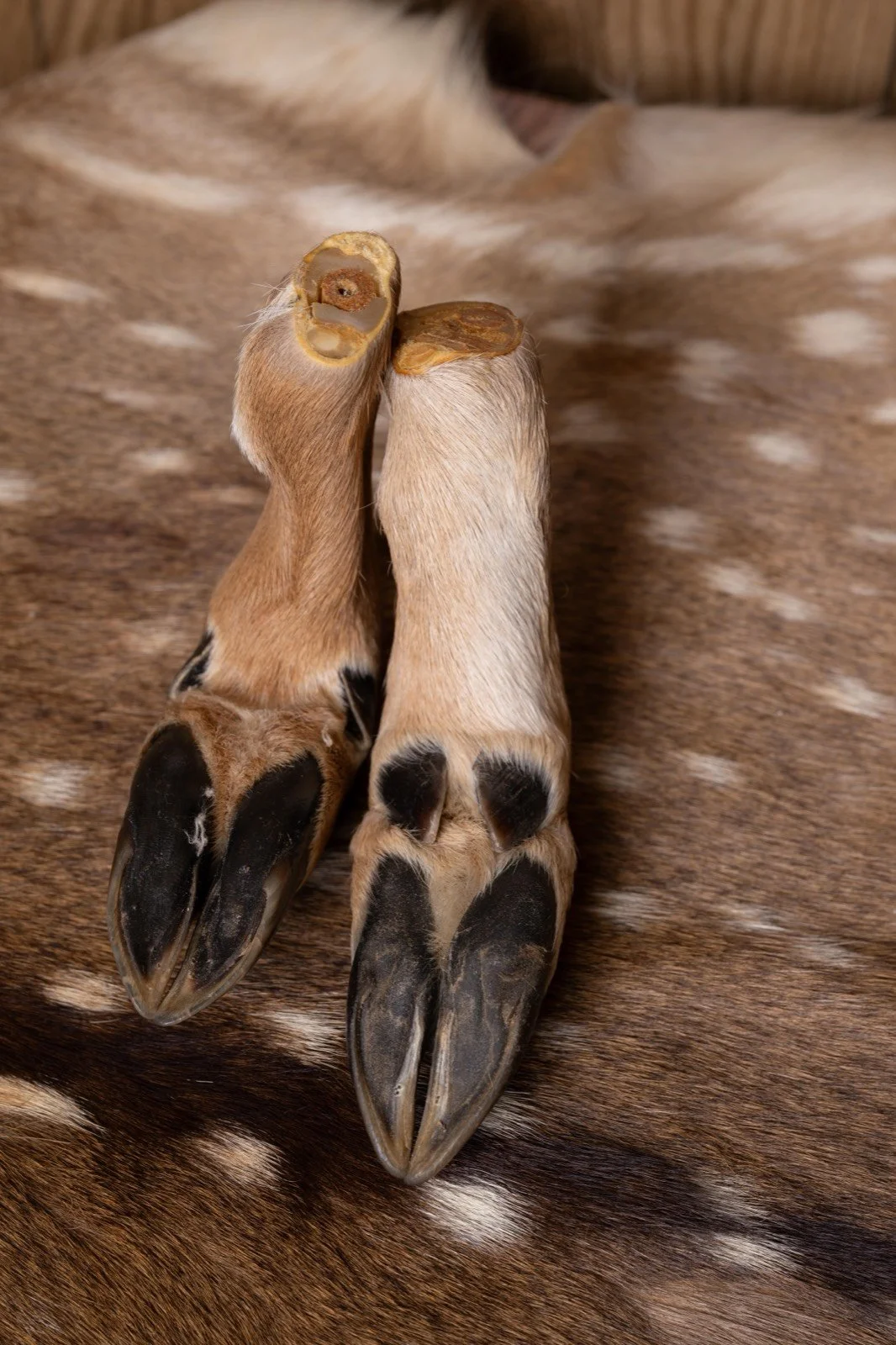 Freeze dried deer feet, view 3