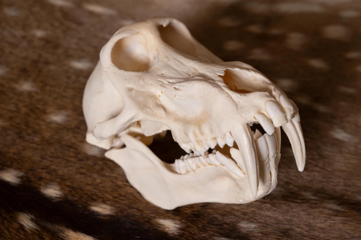 Baboon skull, view 1