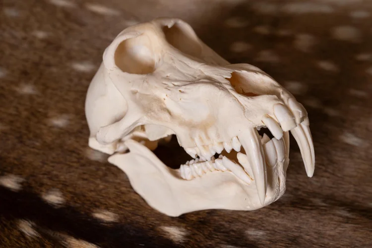 Baboon skull