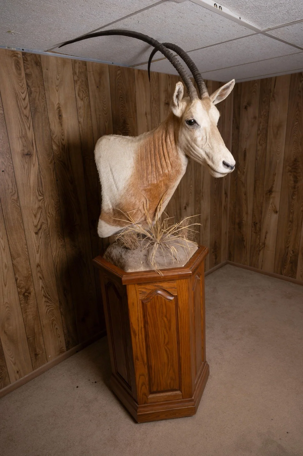 Scimitar-horned Oryx, pedestal mount with habitat base, view 6