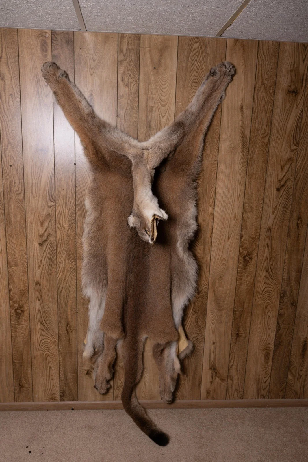 Mountain Lion, 7.5 ft tanned hide, view 1