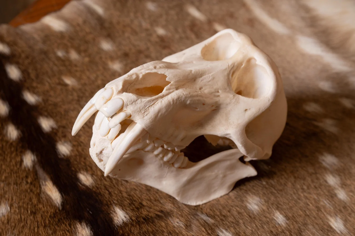 Baboon skull, view 2