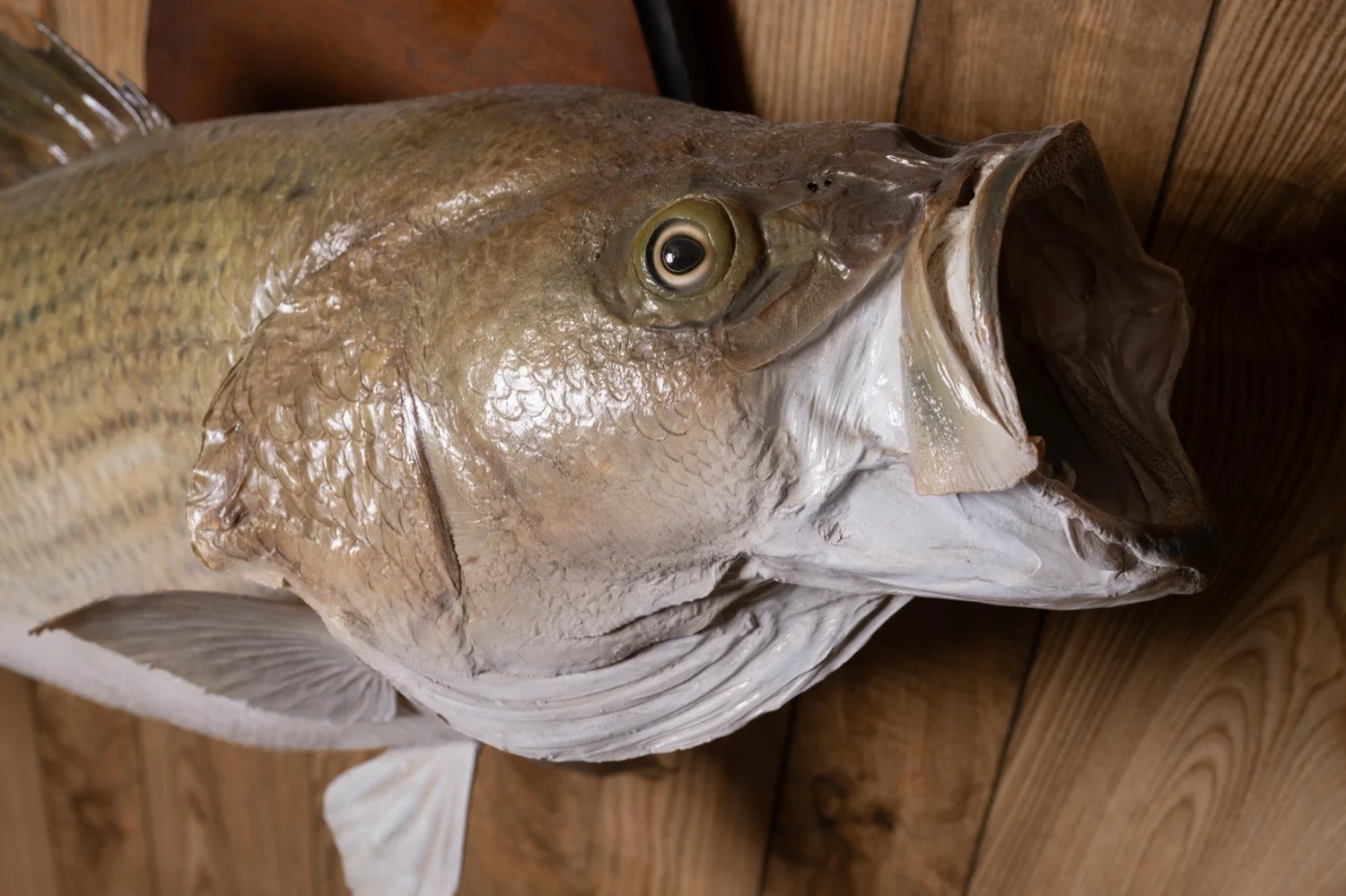 Striped Bass, 32.5 lbs, 40", view 2