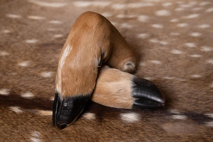 Freeze dried deer feet