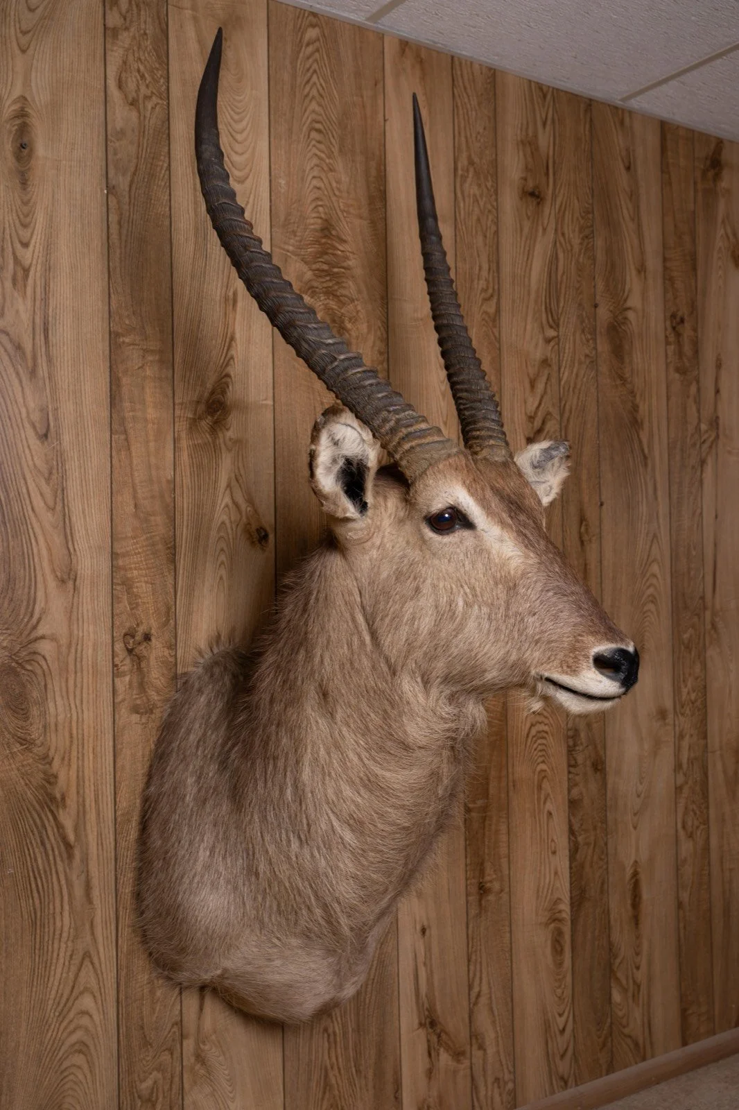 Waterbuck, slight left turn shoulder mount, view 2