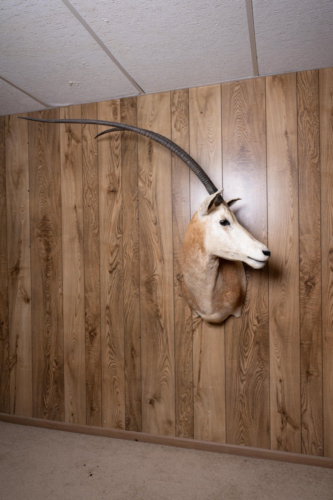Scimitar-horned Oryx, shoulder mount, view 1