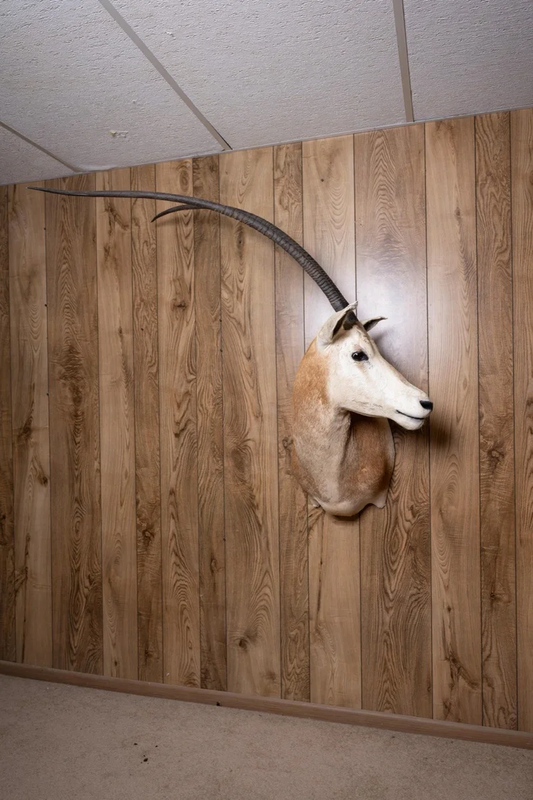 Scimitar-horned Oryx, shoulder mount