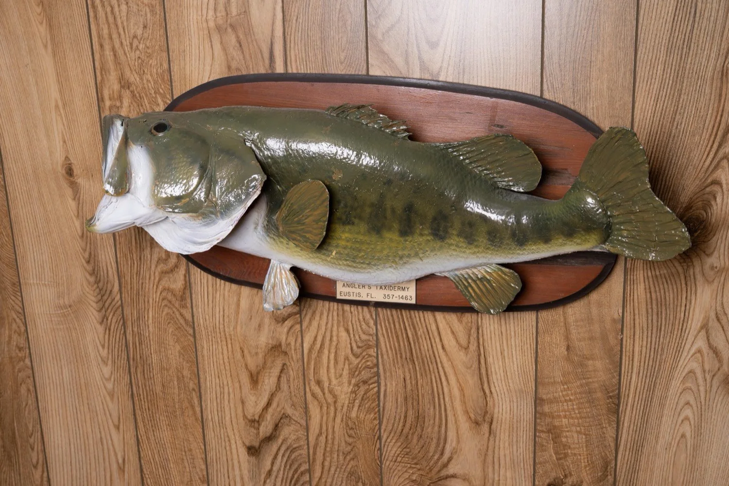Largemouth Bass, 10 lbs, 25", oval plaque, view 2