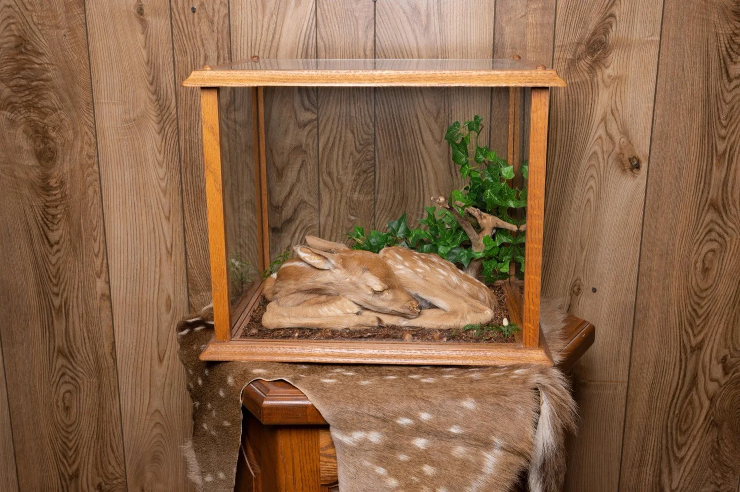 Fawn under glass in habitat case, view 2