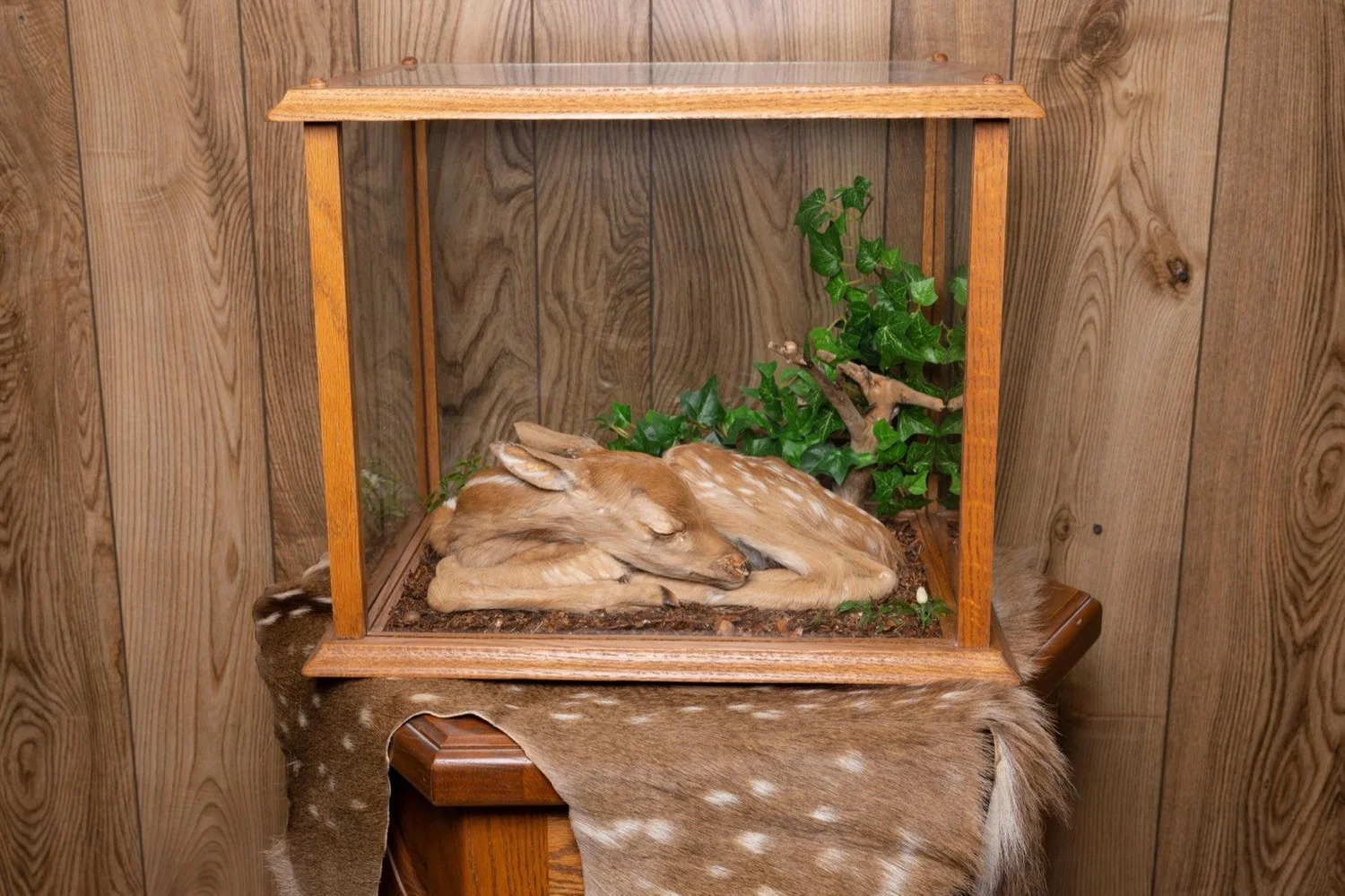 Fawn under glass in habitat case, view 3