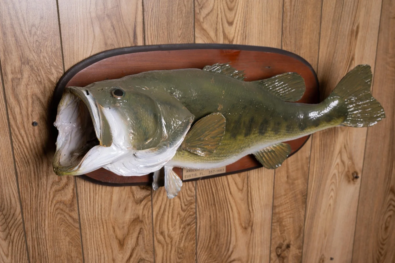 Largemouth Bass, 10 lbs, 25", oval plaque, view 3