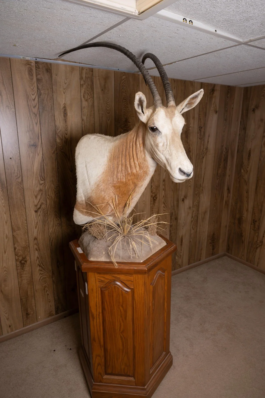 Scimitar-horned Oryx, pedestal mount with habitat base, view 5
