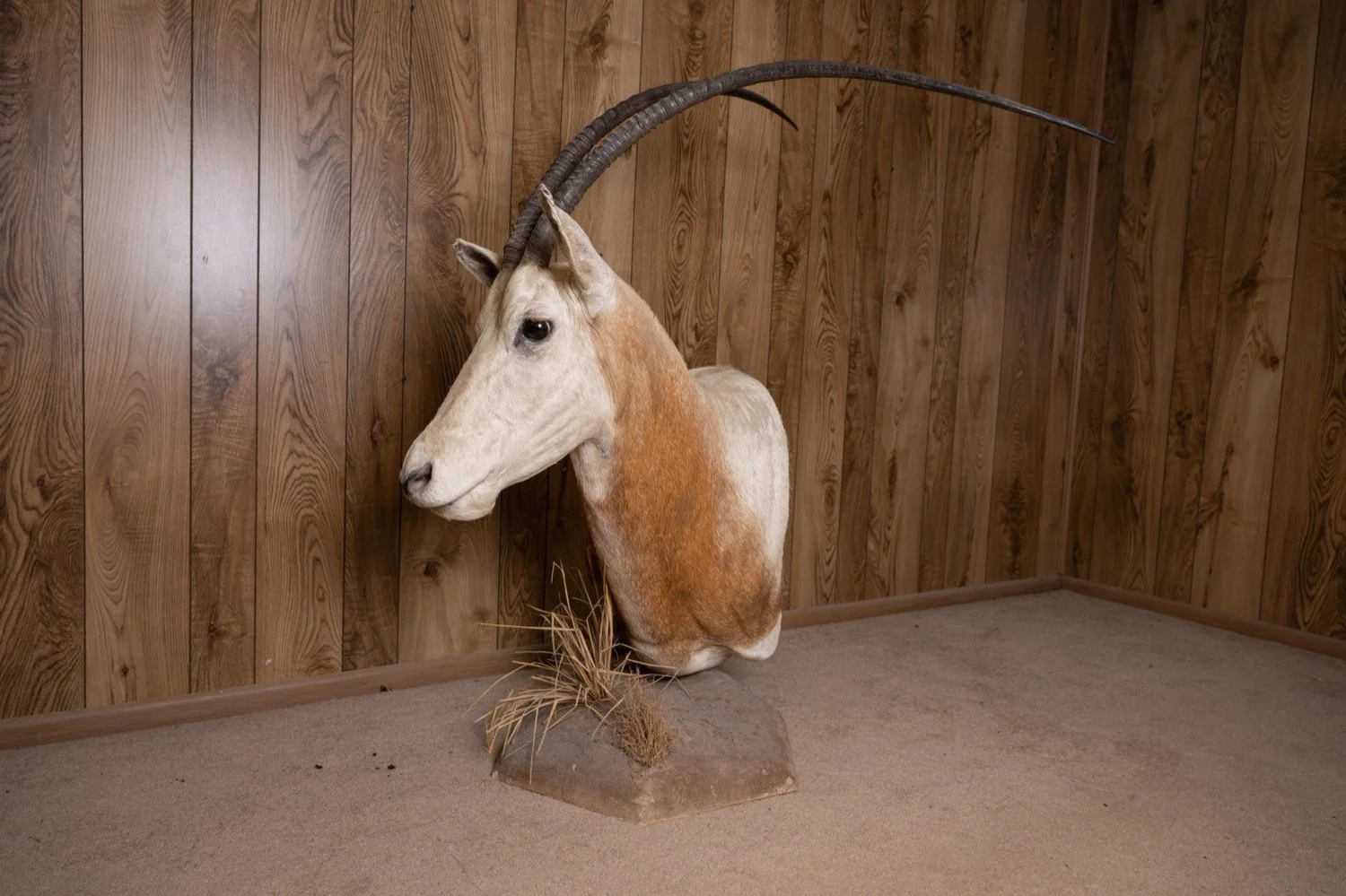 Scimitar-horned Oryx, pedestal mount with habitat base, view 4