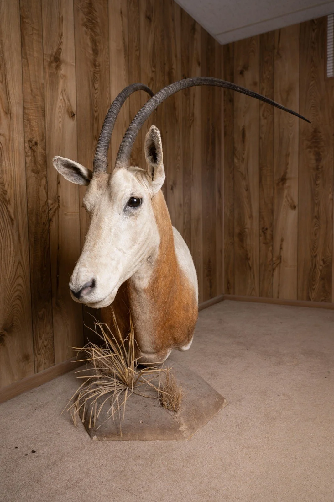 Scimitar-horned Oryx, pedestal mount with habitat base, view 2