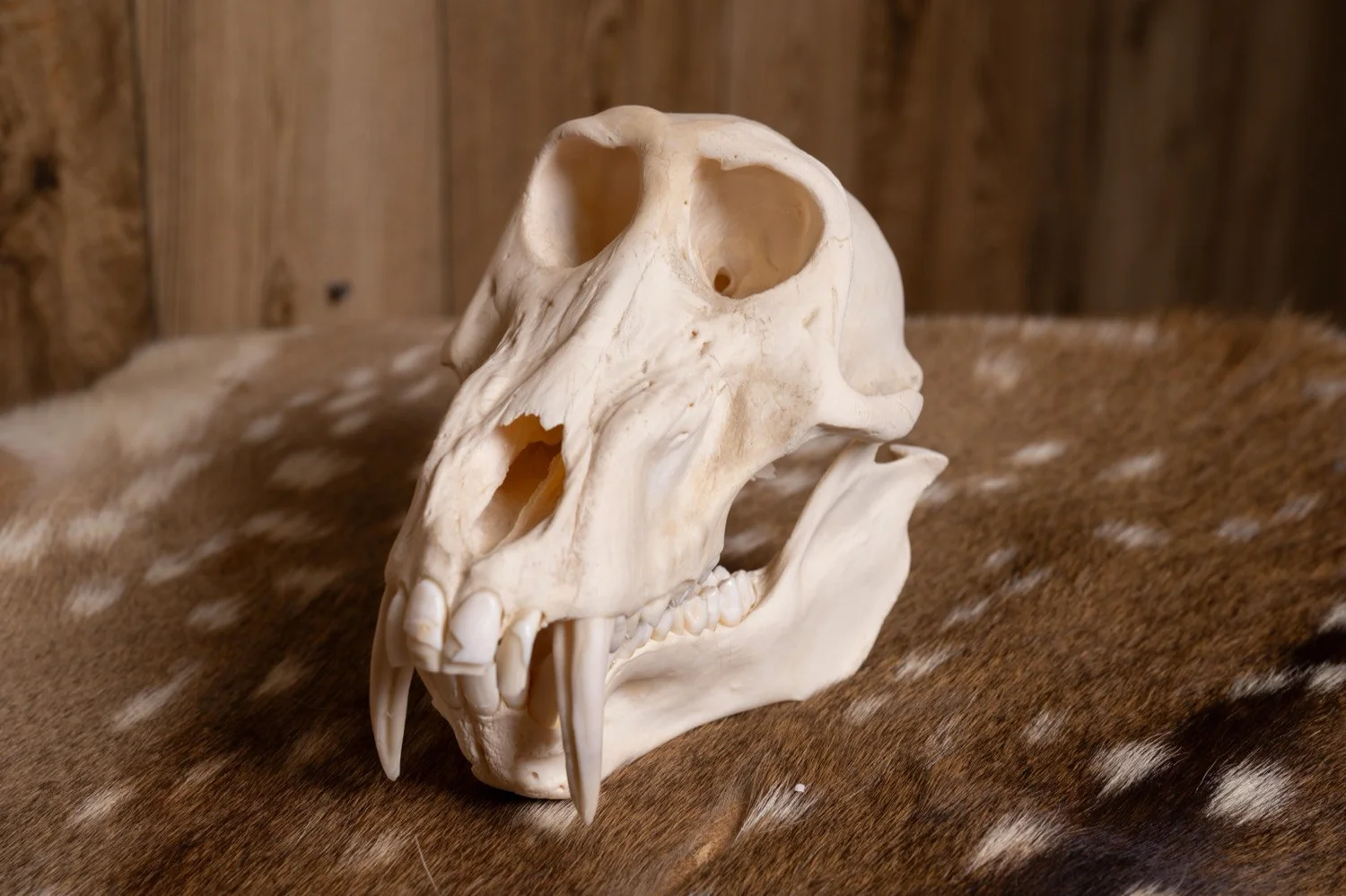 Baboon skull, view 5