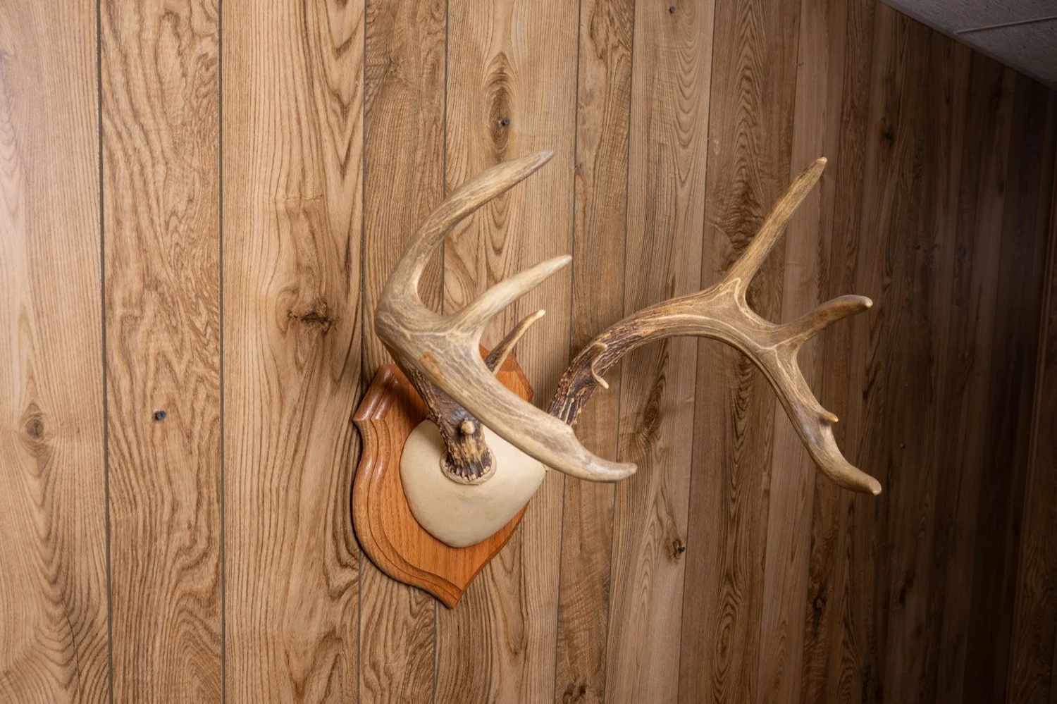 Whitetail deer antlers, 161 3/8" score, view 2