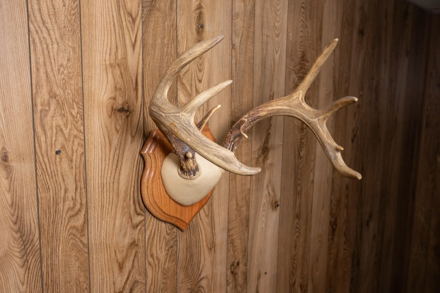 Whitetail deer antlers, 161 3/8" score, view 1