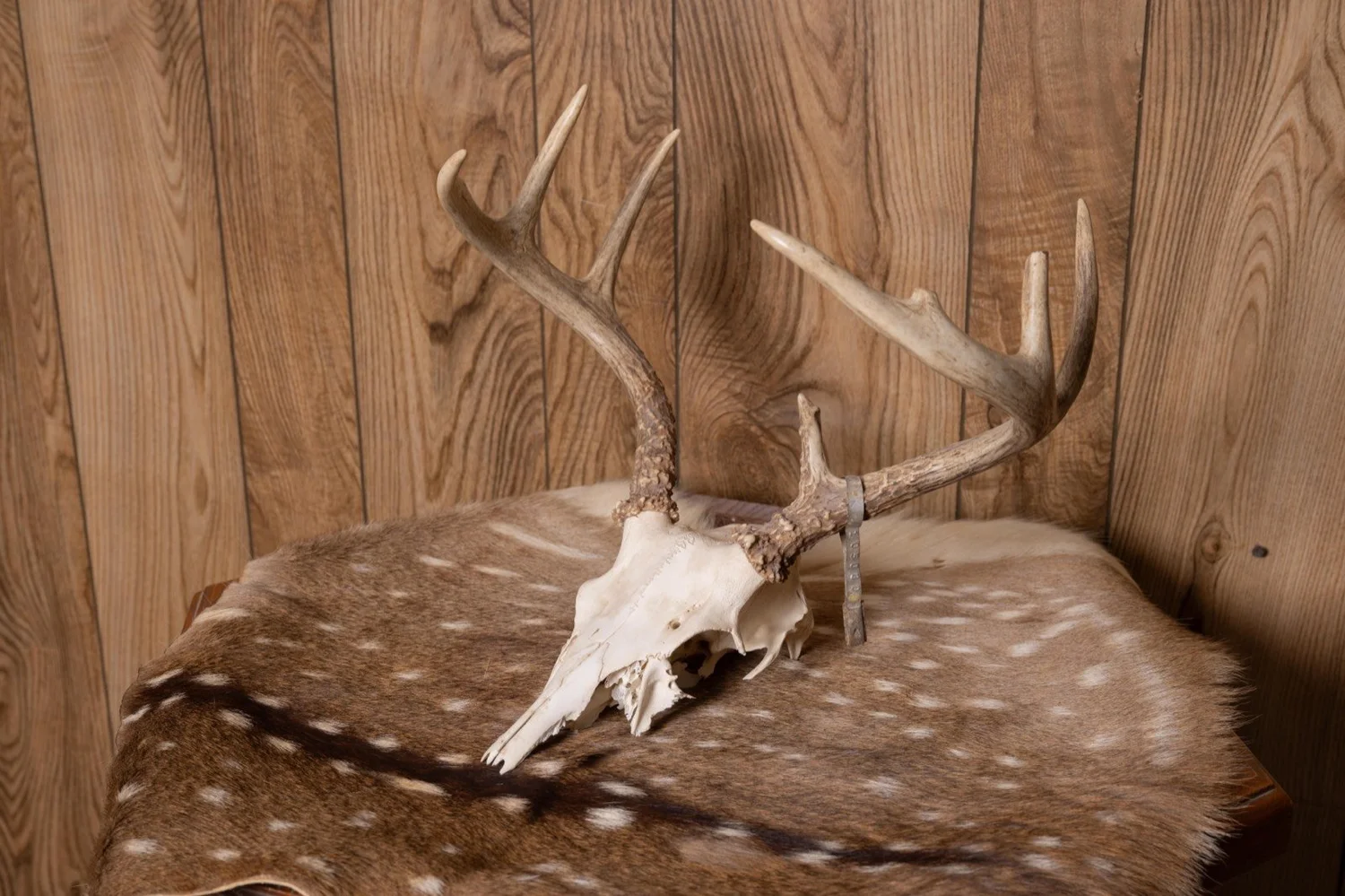 European mount deer skull, 7 point, view 2