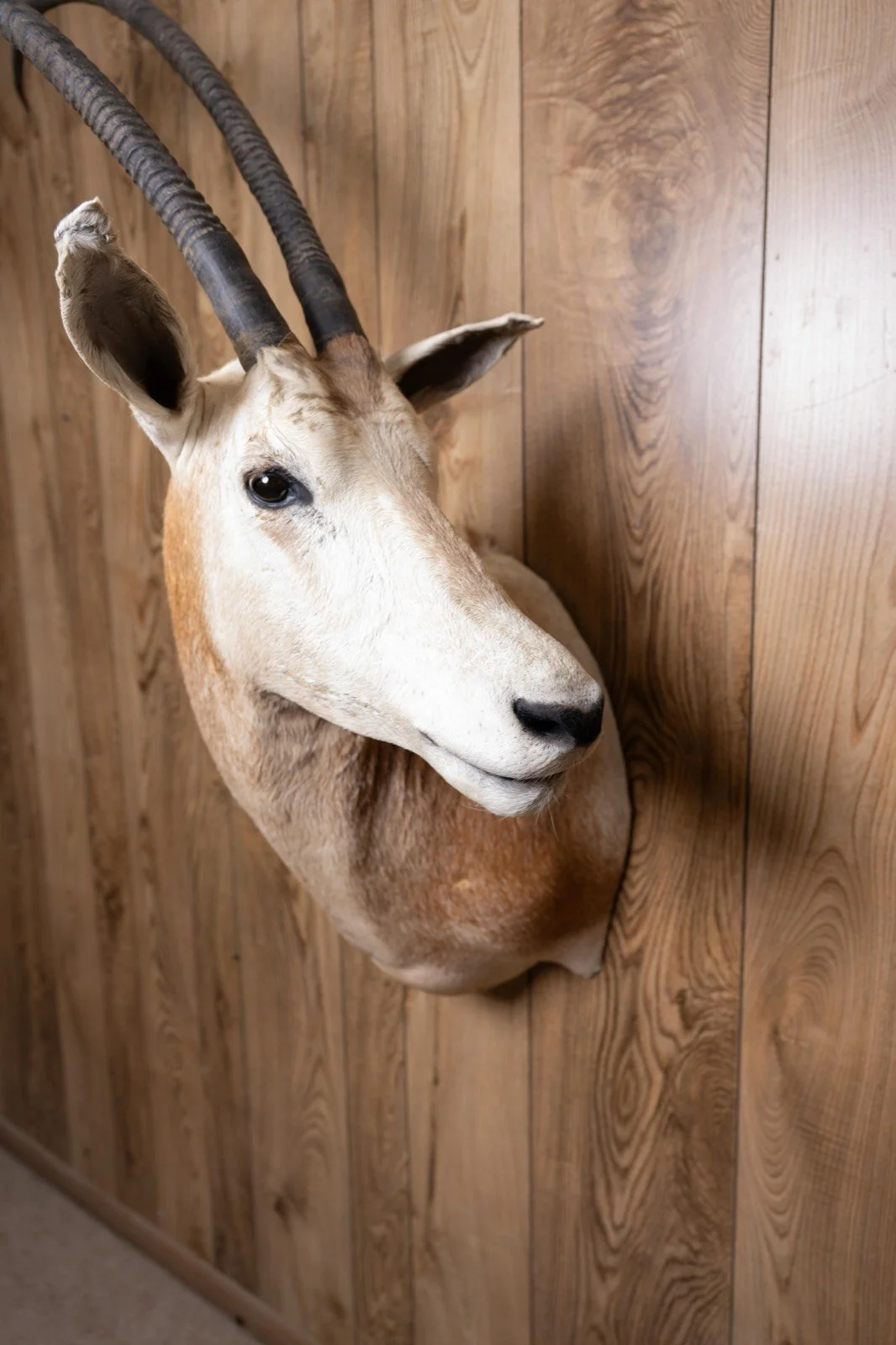 Scimitar-horned Oryx, shoulder mount, view 2