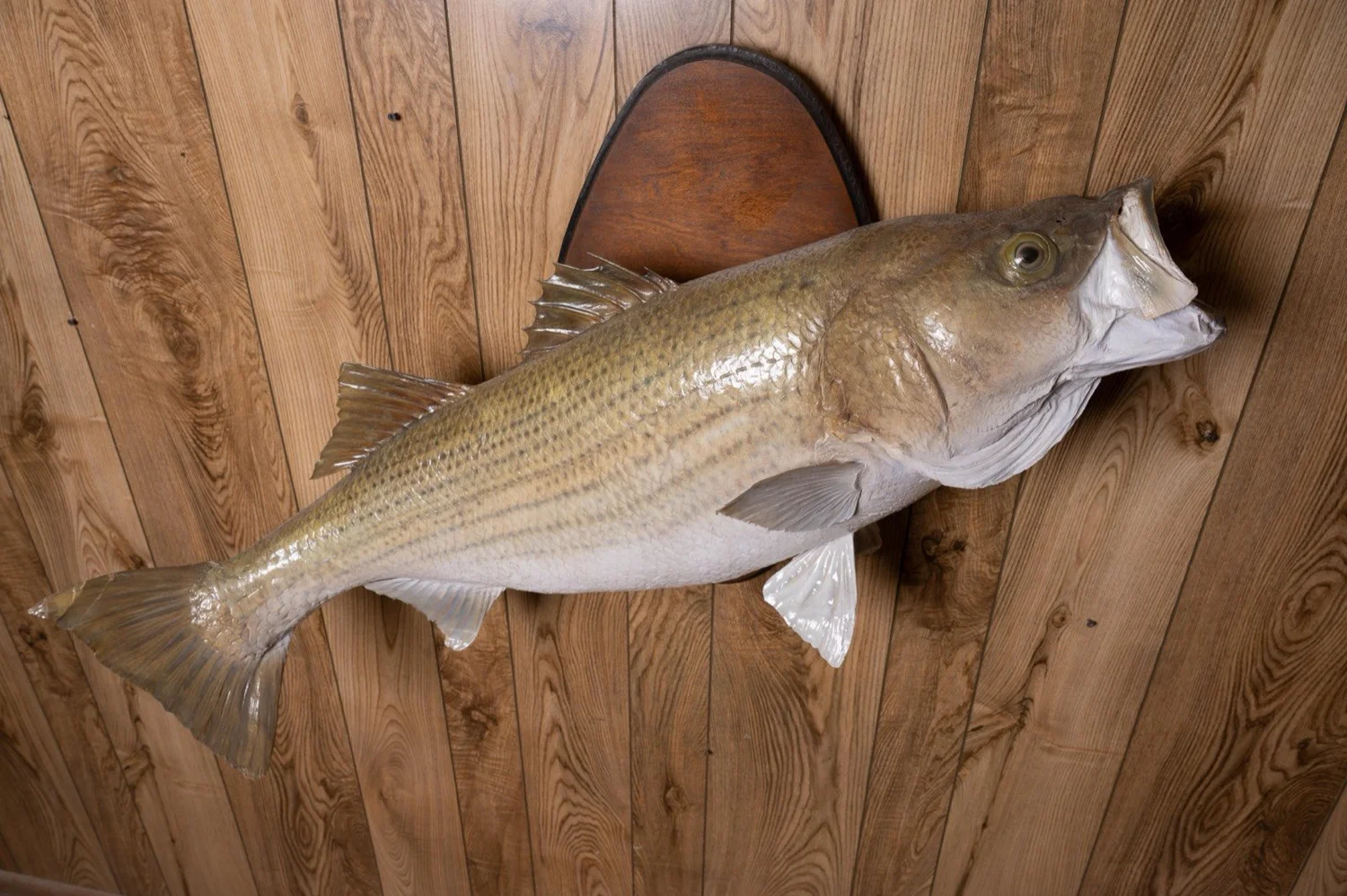 Striped Bass, 32.5 lbs, 40", view 3