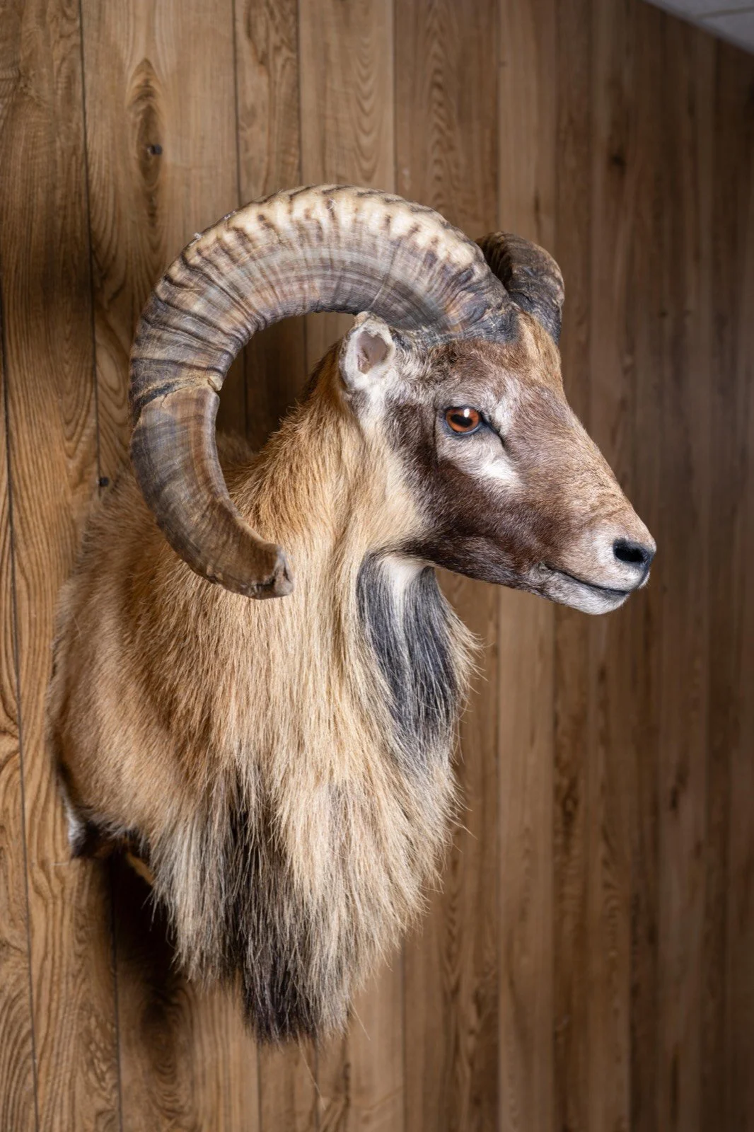 Corsican Sheep, wall pedestal, view 4