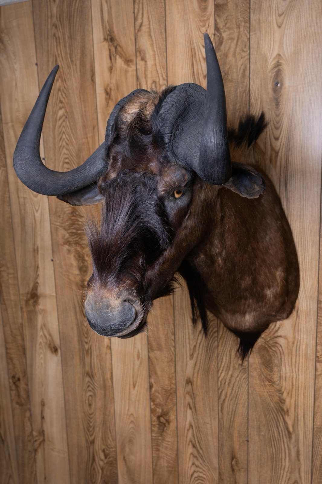 Black Wildebeest, view 2