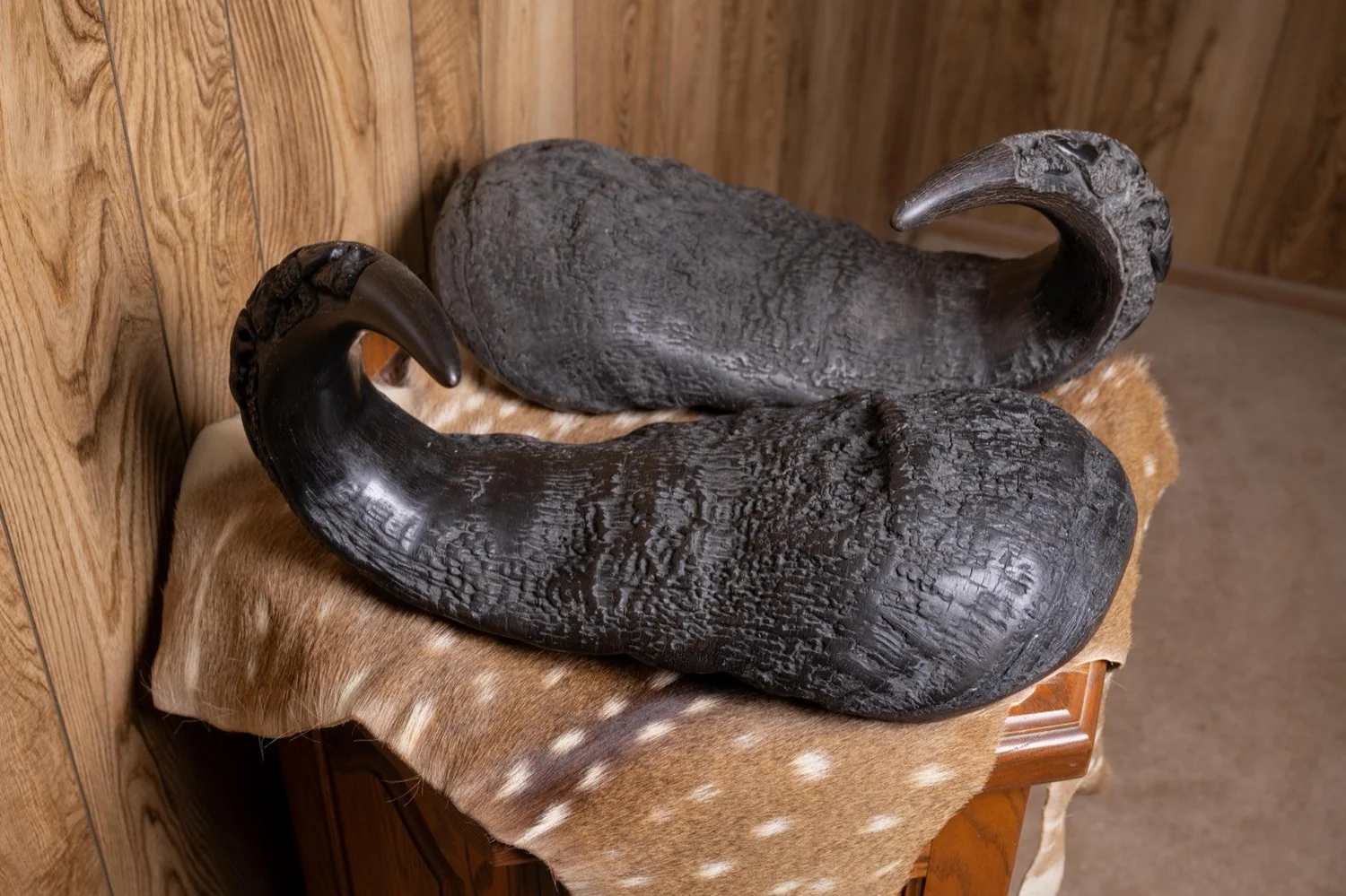 Cape Buffalo horns, 22", with carvings, view 2