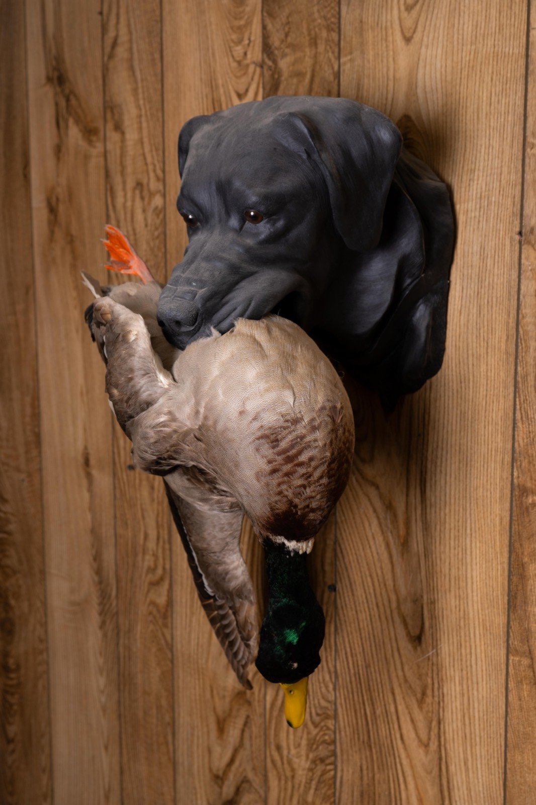 Bird dog head mounts with game birds, view 6