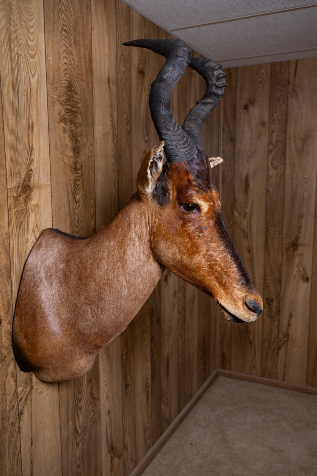 Red Hartebeest, straight shoulder mount, view 4
