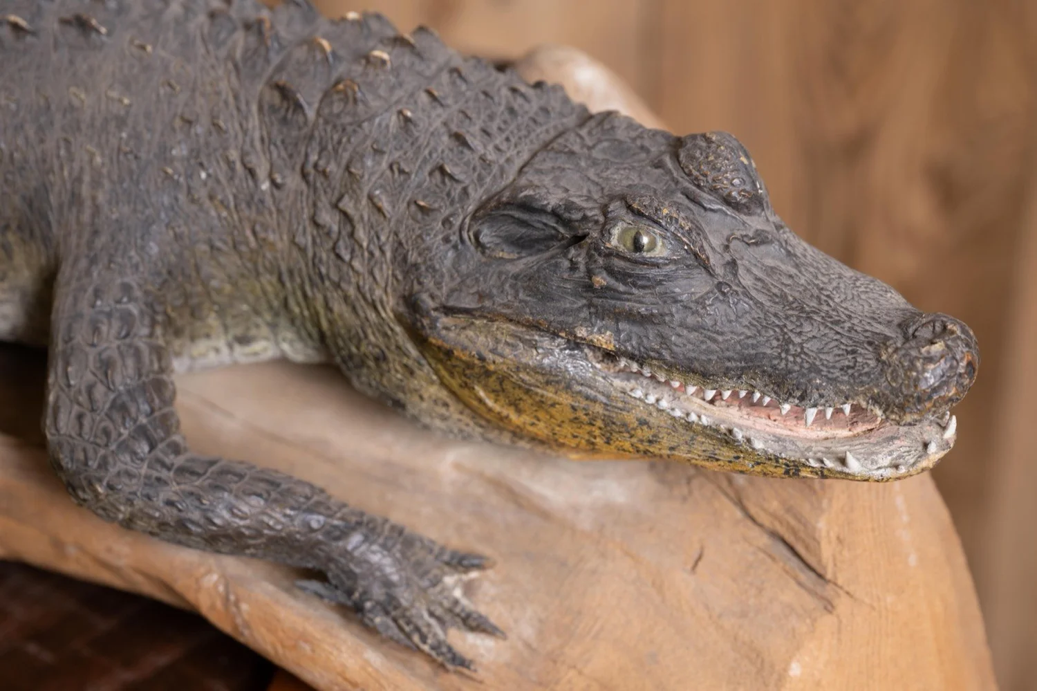 Caiman Alligator, 40", on driftwood, view 4