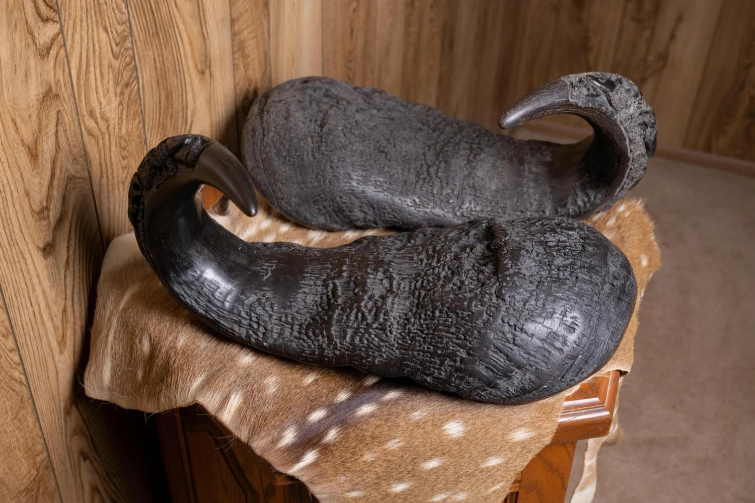 Cape Buffalo horns, 22", with carvings, view 3