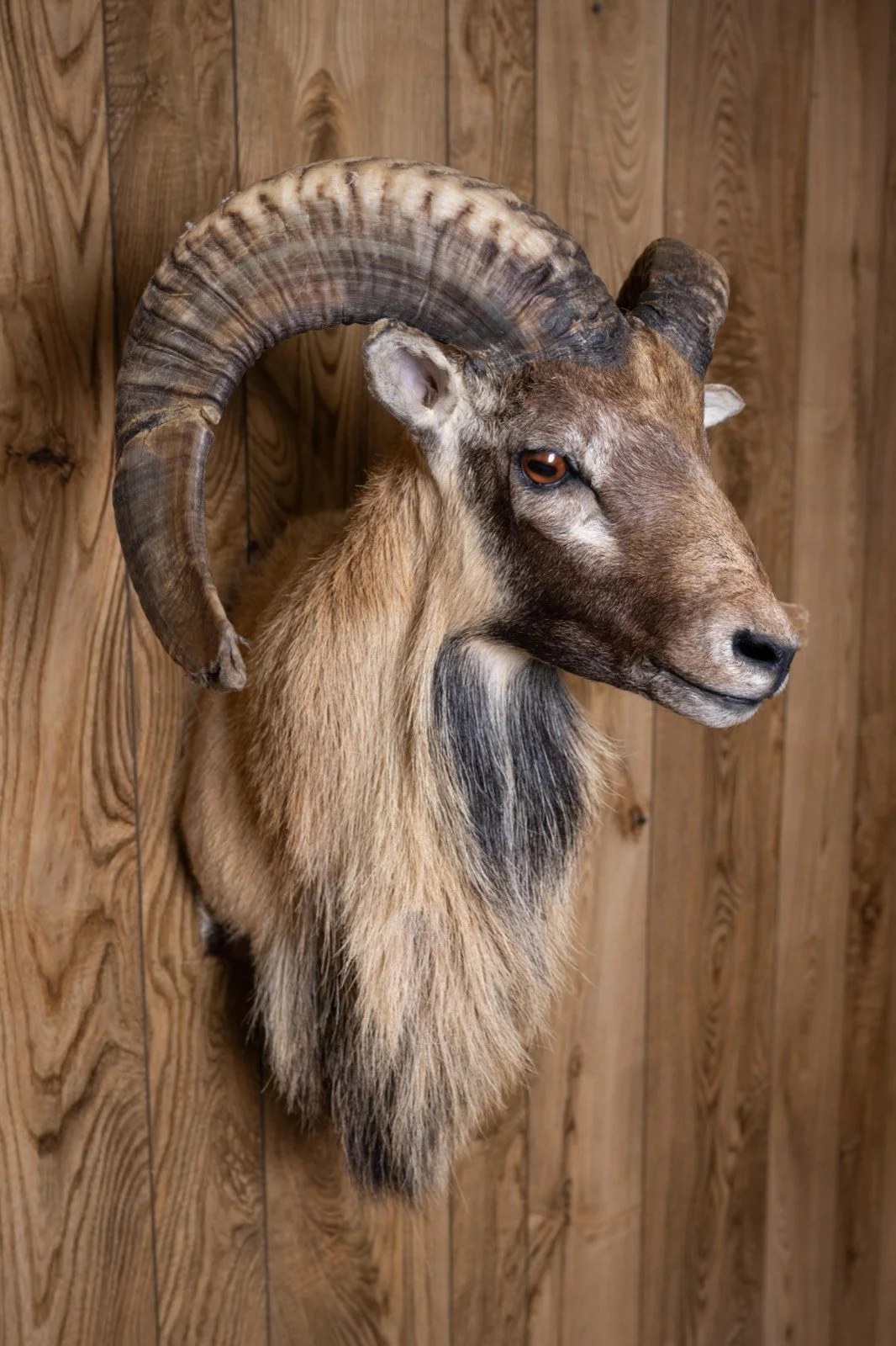 Corsican Sheep, wall pedestal, view 1