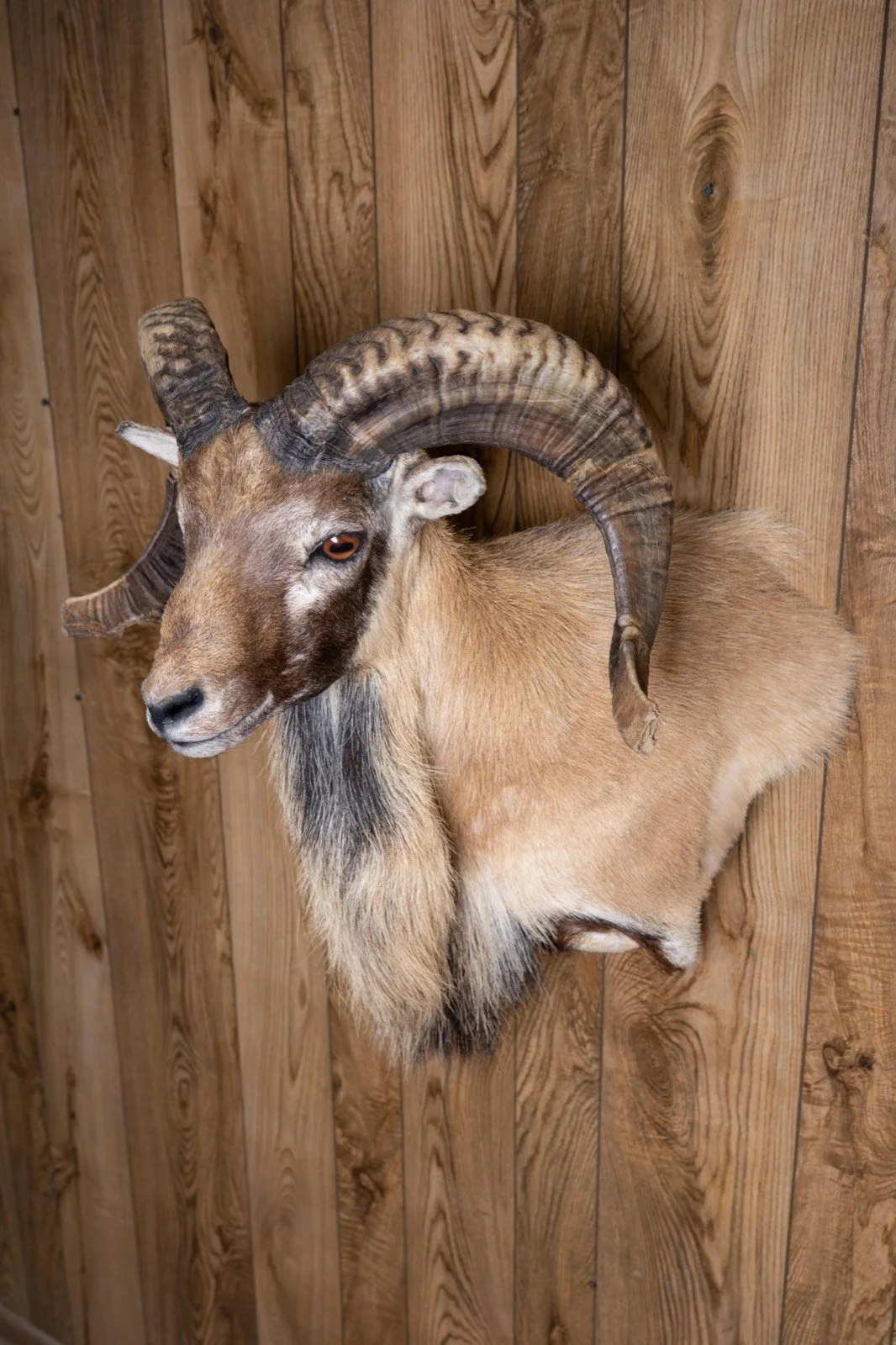 Corsican Sheep, wall pedestal, view 3