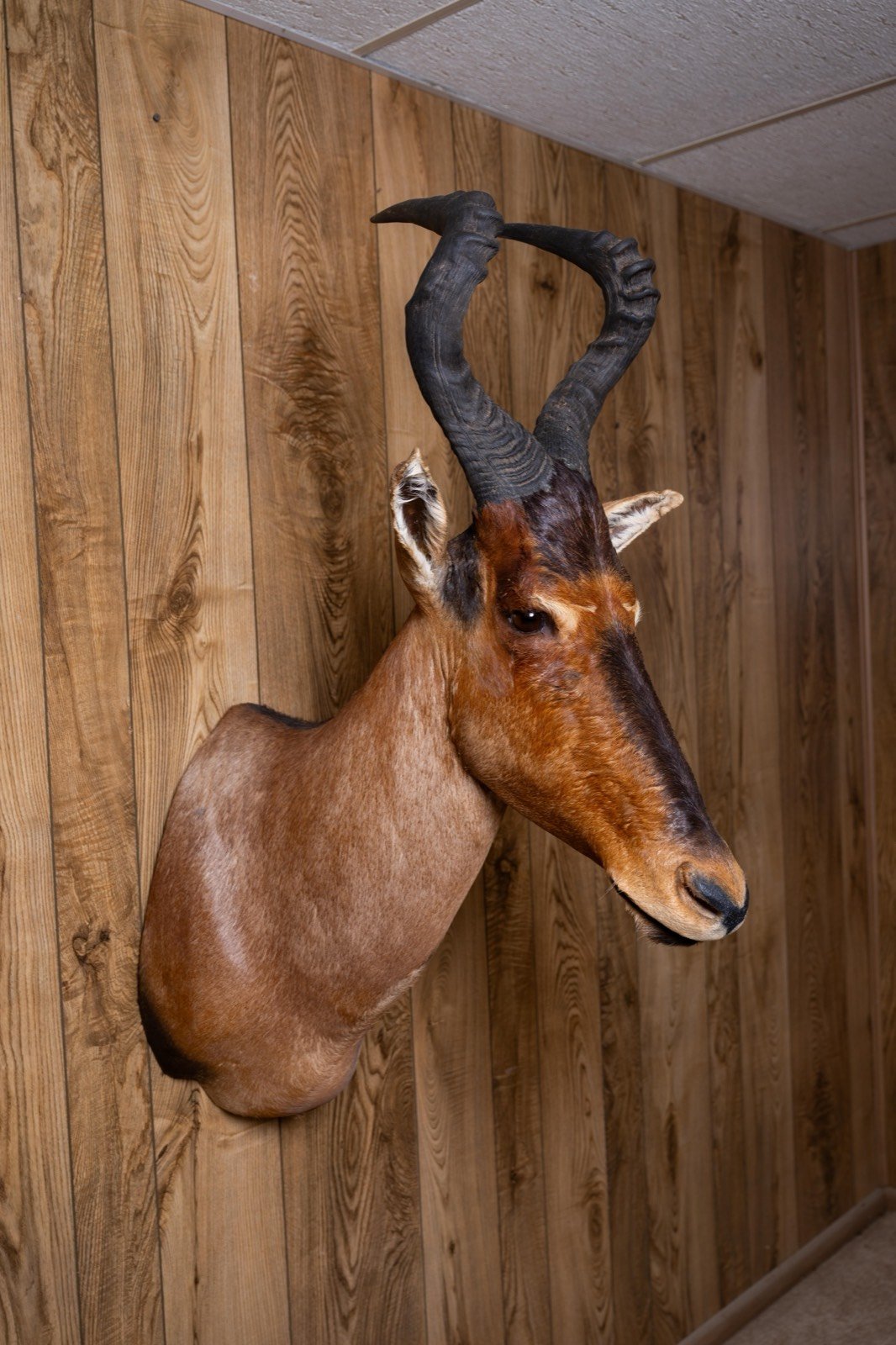Red Hartebeest, straight shoulder mount, view 1