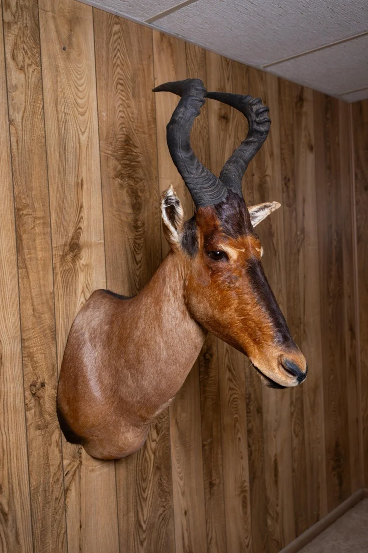 Red Hartebeest, straight shoulder mount