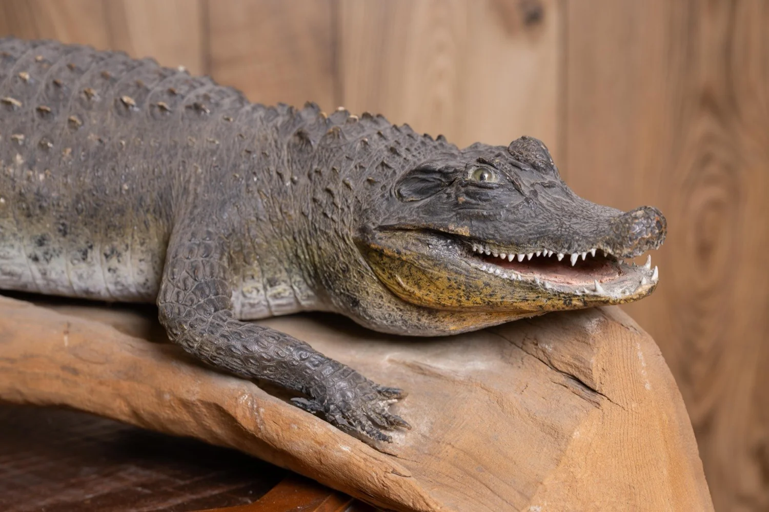 Caiman Alligator, 40", on driftwood, view 3