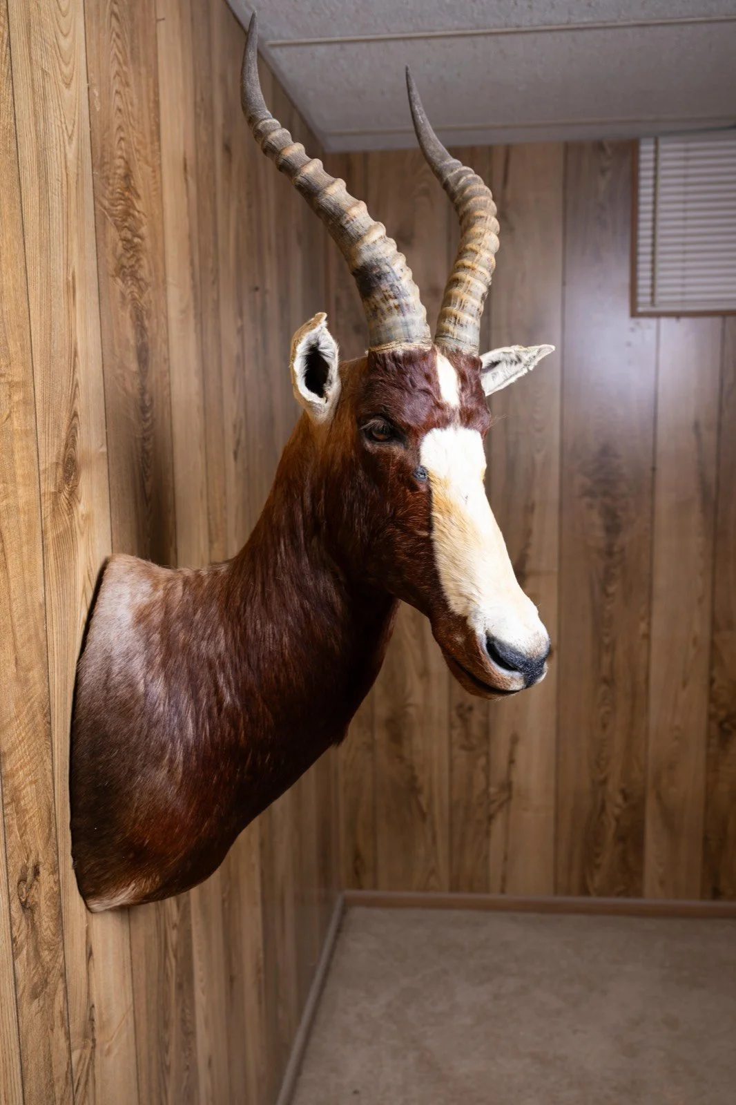 Blesbok, straight shoulder mount, view 2