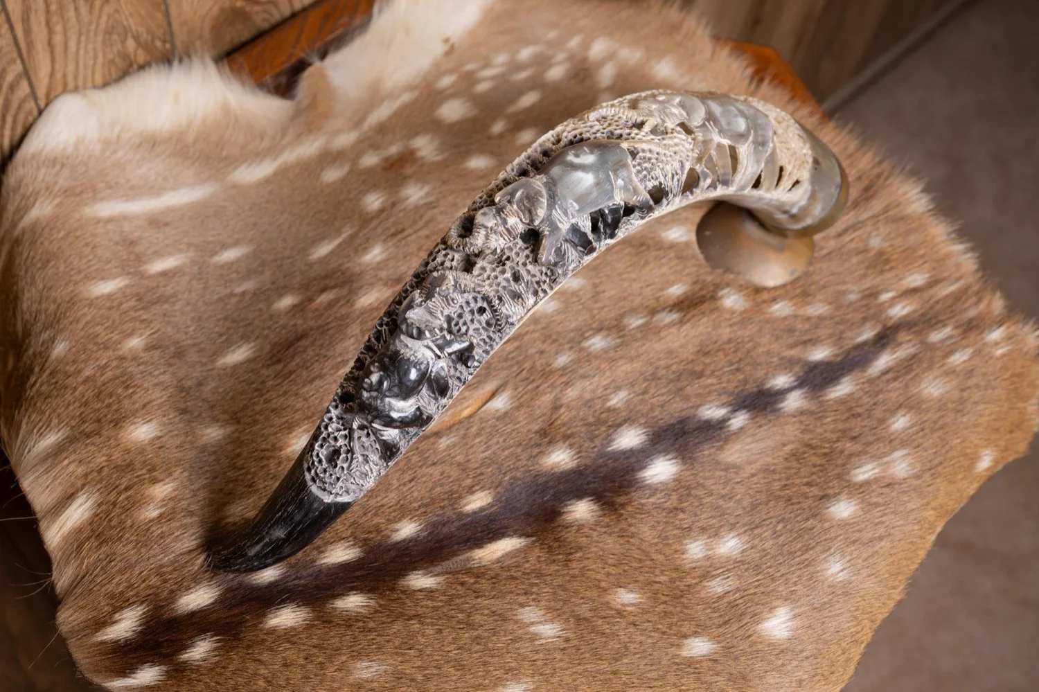 South African water buffalo horn with carvings, view 2