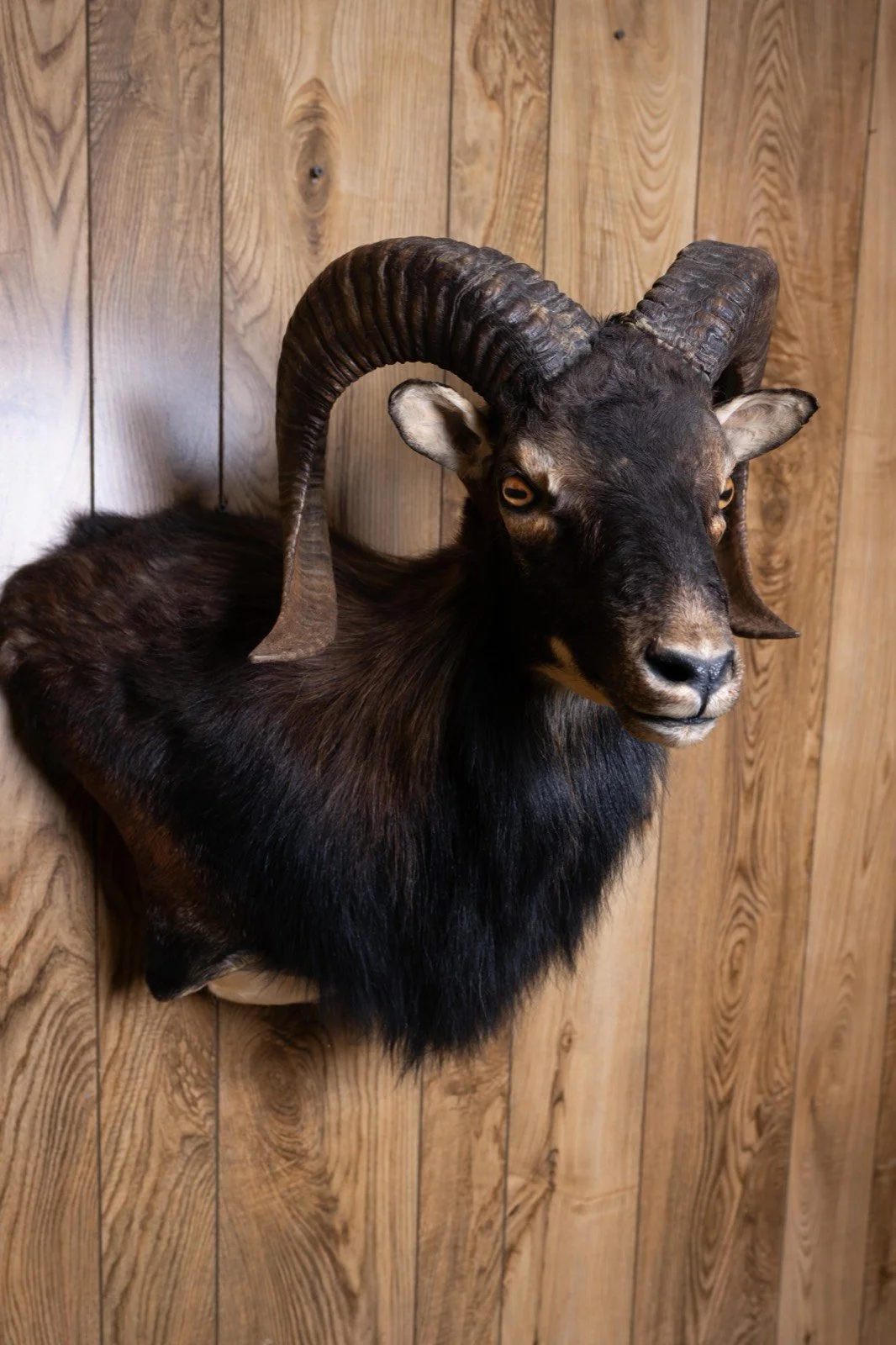 Black Corsican Sheep, wall pedestal, view 1