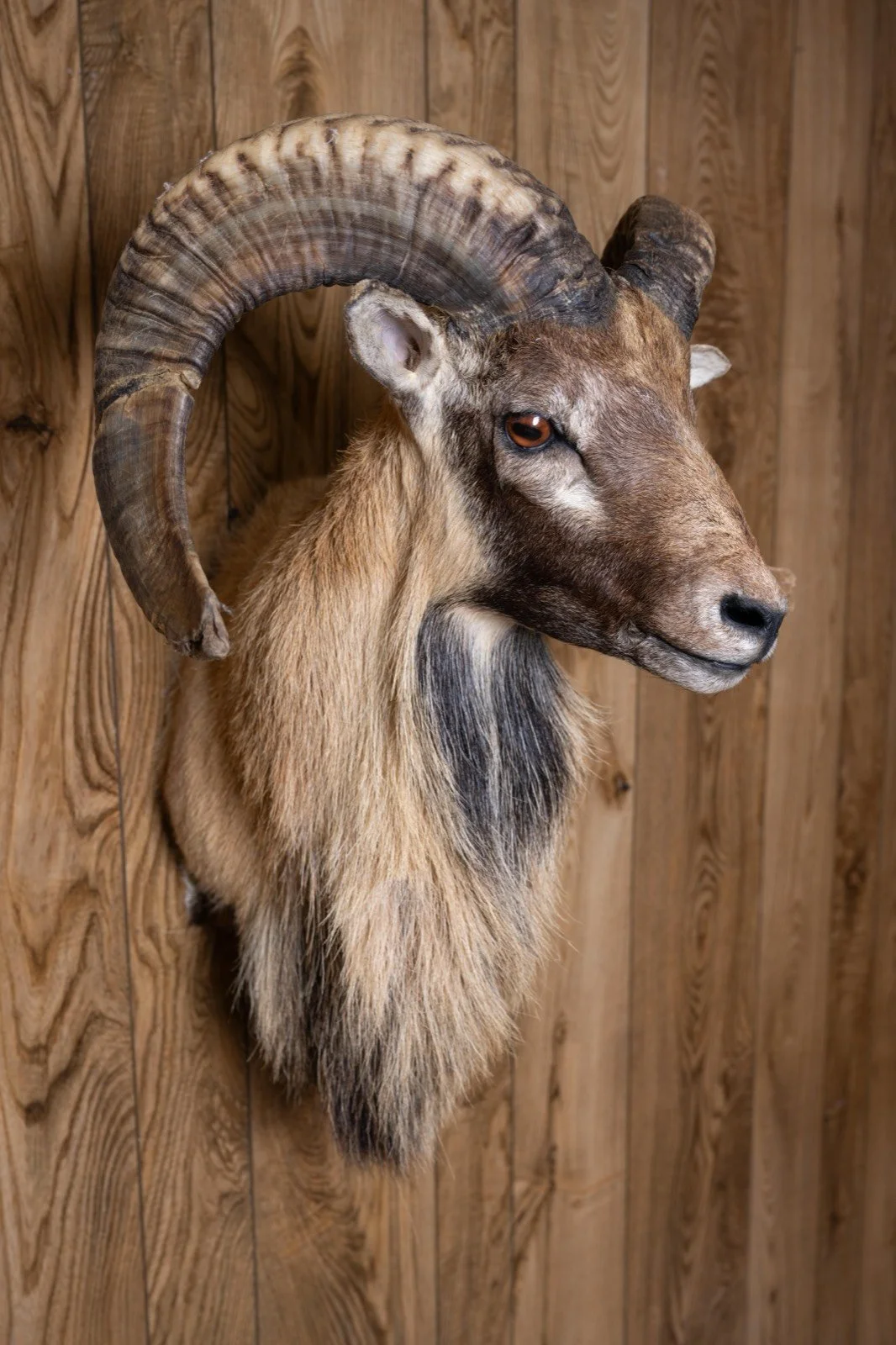 Corsican Sheep, wall pedestal, view 2