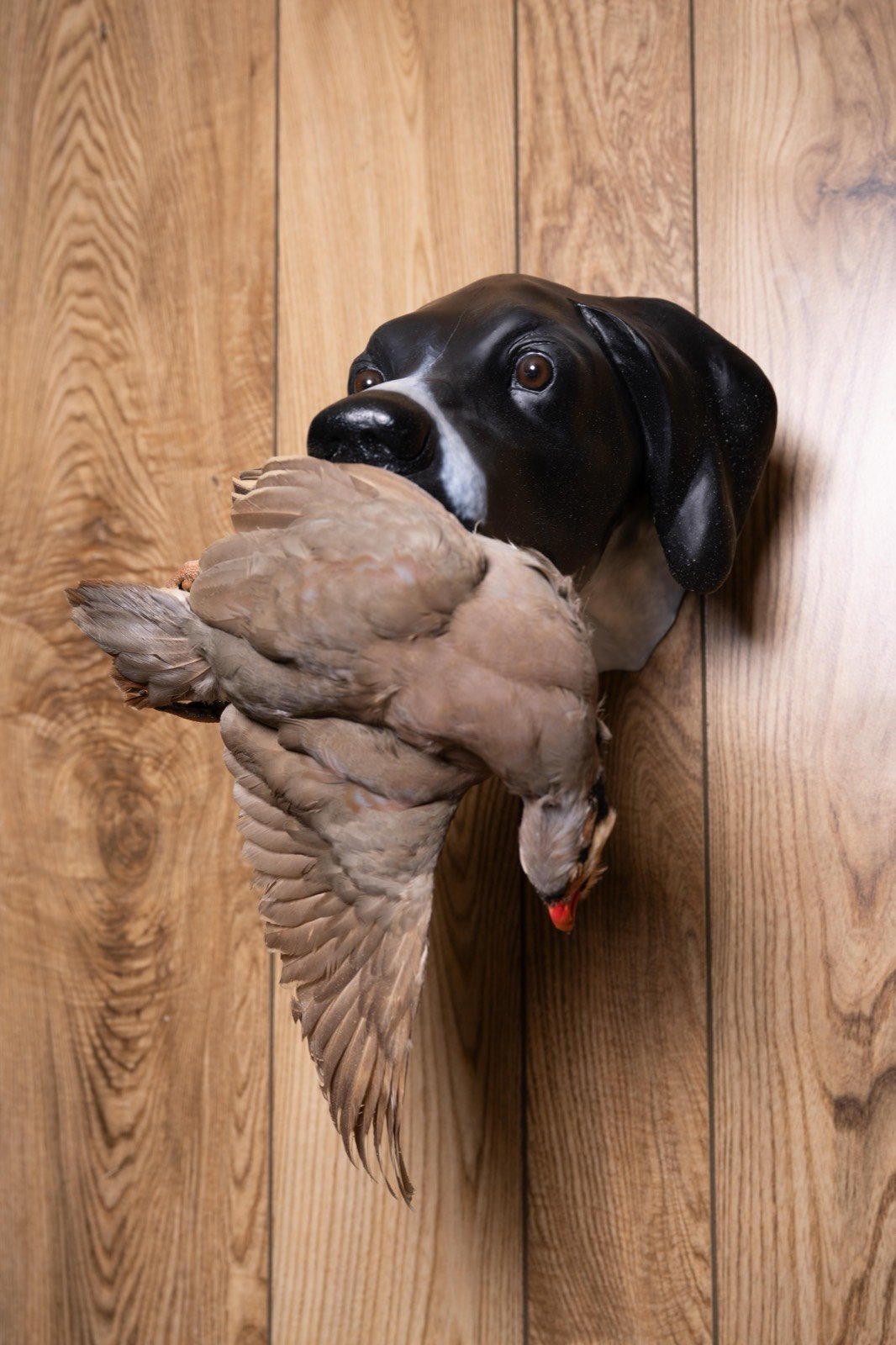 Bird dog head mounts with game birds, view 4
